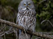 Great Grey Owl