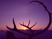 Caribou Antlers at Sunset