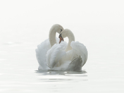 Togetherness 