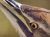 American Bittern