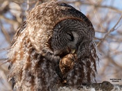 Great Gray Owl