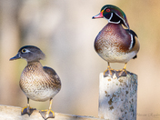 Wood Ducks - female and male