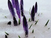 Barr's Purple Crocus Flowers in Snow
