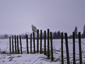 Snowy Owl