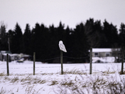 Snowy Owl