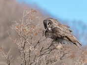 Great gray owl