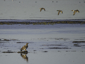 Juvenile Bald Eagle