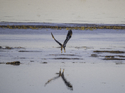 Juvenile Bald Eagle