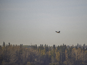 Juvenile Bald Eagle
