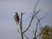 Juvenile Bald Eagle