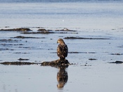 Juvenile Bald Eagle