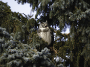 Great Horned Owl - Female