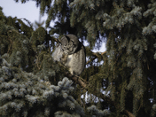 Great Horned Owl - Female