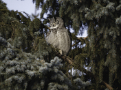 Great Horned Owl - Female