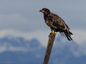 Eagle with coast mountains in background