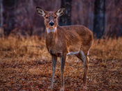 Deer Posing In A Park