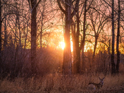 Deer Laying In A Sun Filled Park