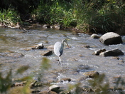Blue Heron