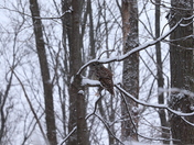 Bard Owl