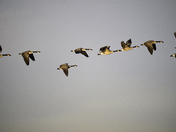 Canada Geese