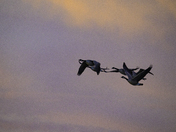 Canada Geese