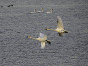 Swans