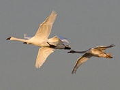 Swans
