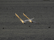 Swans