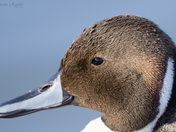 Northern Pintail - Closeup