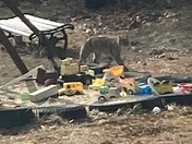 I just saw the post of a video of a bobcat in Chester. 