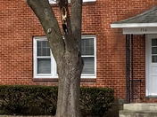 I was out walking my dog and noticed this red headed woodpecker going to town on this tree