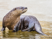 River Otter on ice