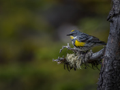 Yellow-Rumped Warbler