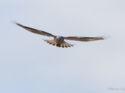 Rough-legged Hawk
