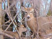 Deer at the top of the Gorge