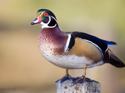Wood Duck (male)