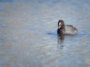 American Coot (eating)