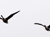 The wings 