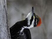 Pileated Woodpecker