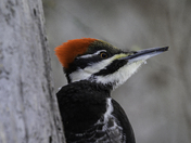 Pileated Woodpecker