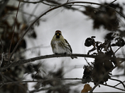 Redpoll 