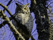 Great Horned Owl