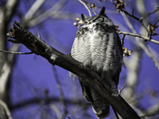 Great Horned Owl
