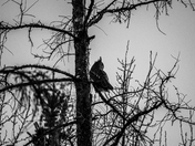 Great Horned Owl