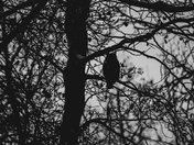 Great Horned Owl
