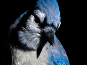 Sweet Bluejay
