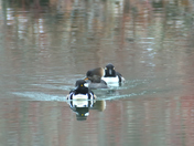 Hooded mergansers