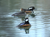Hooded mergansers