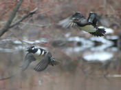 Hooded mergansers