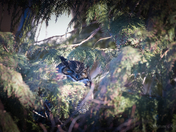 Great Horned Owl - Sleeping
